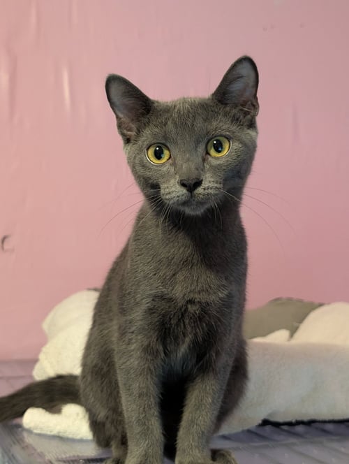 DAPHNE - Domestic Short Hair available for adoption