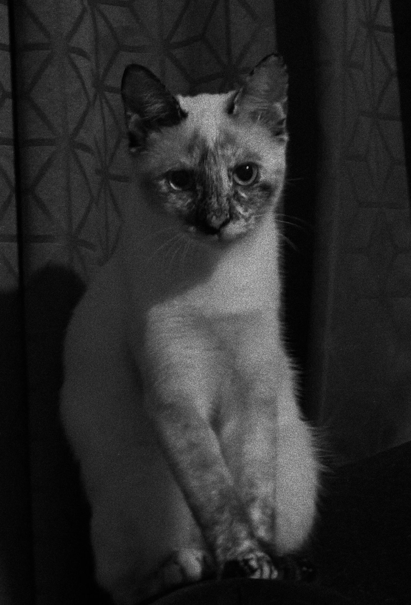 SAKURA - Tabby / Siamese available for adoption