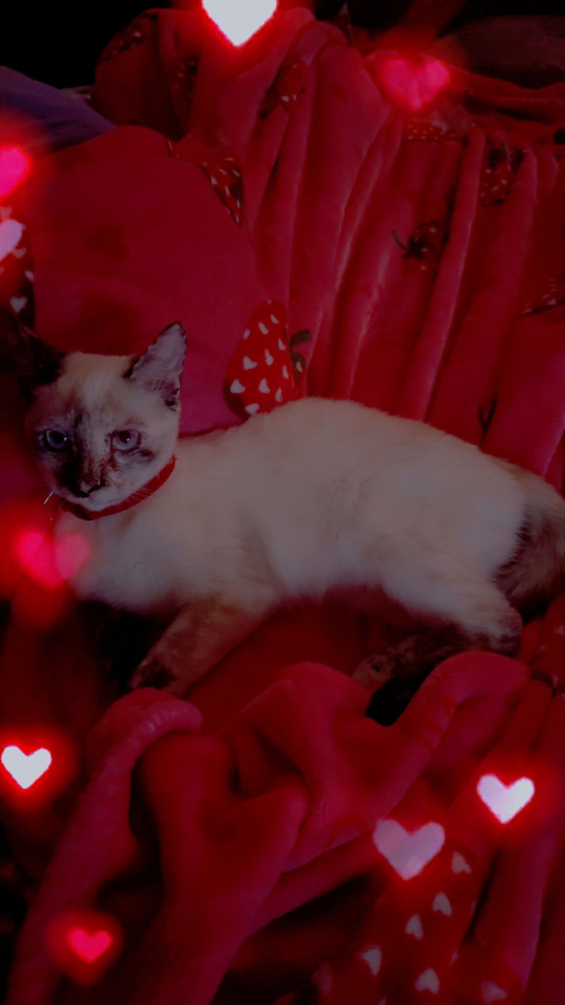 SAKURA - Tabby / Siamese available for adoption