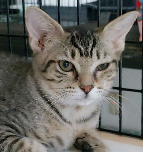 PRECIOUS - Domestic Short Hair available for adoption