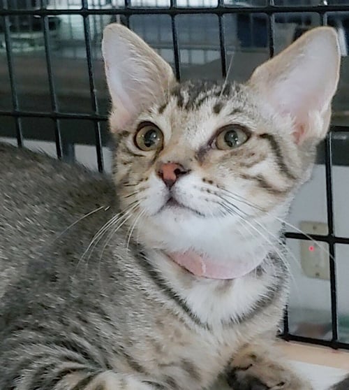 PRECIOUS - Domestic Short Hair available for adoption
