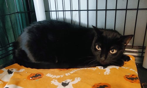 STORMY - Domestic Medium Hair available for adoption