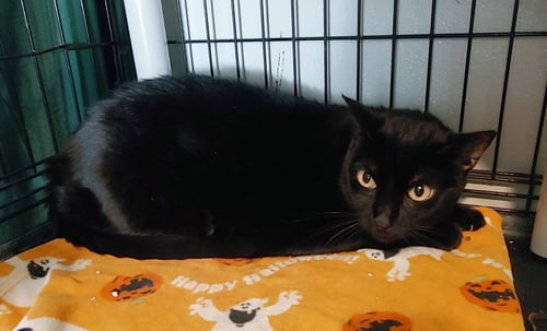 STORMY - Domestic Medium Hair available for adoption