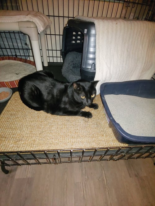 STORMY - Domestic Medium Hair available for adoption