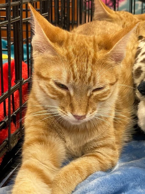 DASH - Domestic Short Hair available for adoption