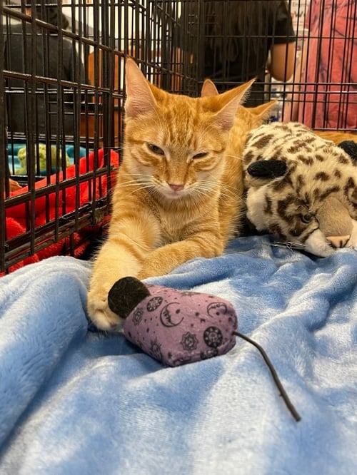 DASH - Domestic Short Hair available for adoption