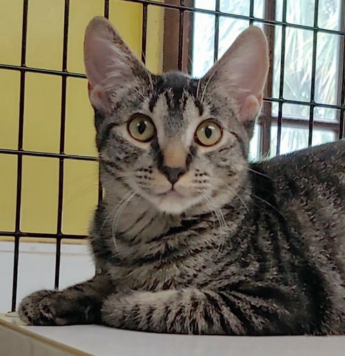 KELDA - Domestic Short Hair available for adoption