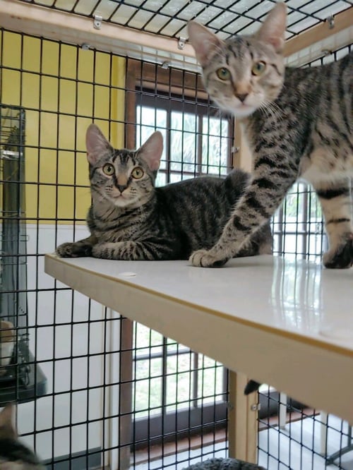 KELDA - Domestic Short Hair available for adoption