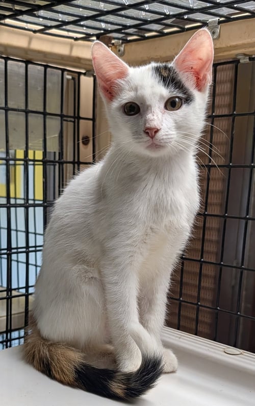 CALYPSO - Calico available for adoption