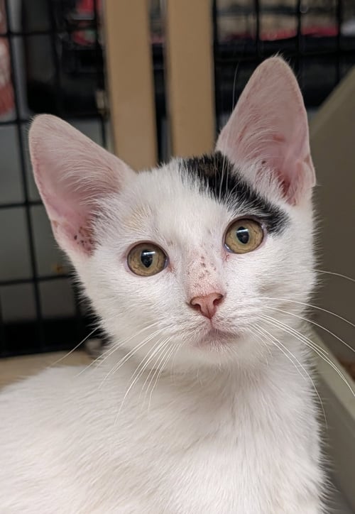 CALYPSO - Calico available for adoption