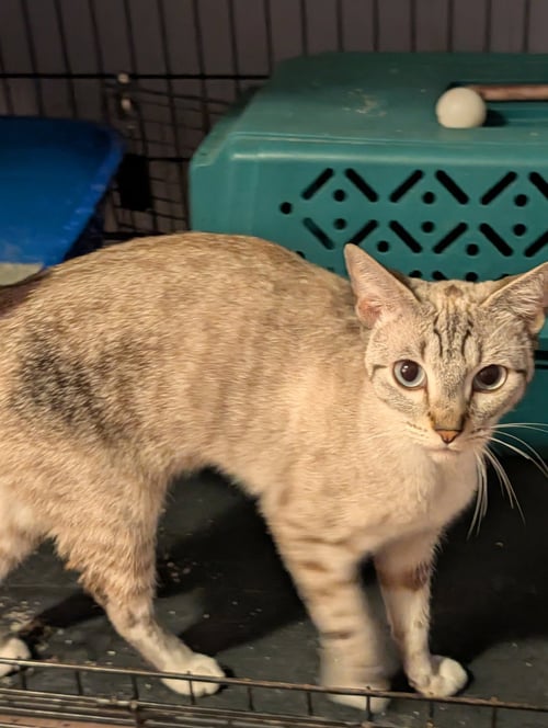 CHANCEY - Siamese available for adoption