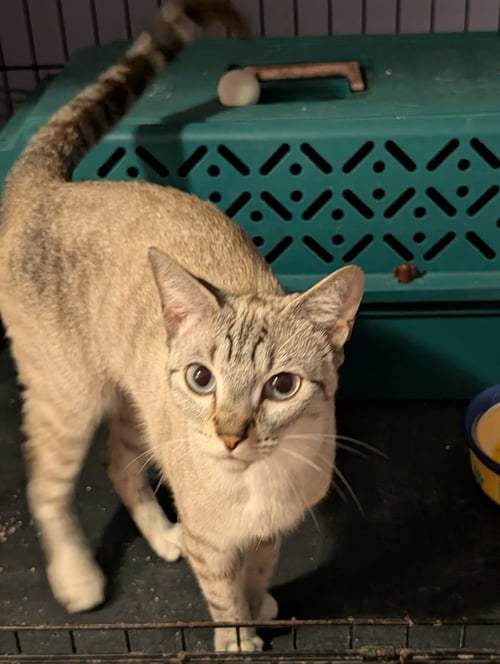 CHANCEY - Siamese available for adoption