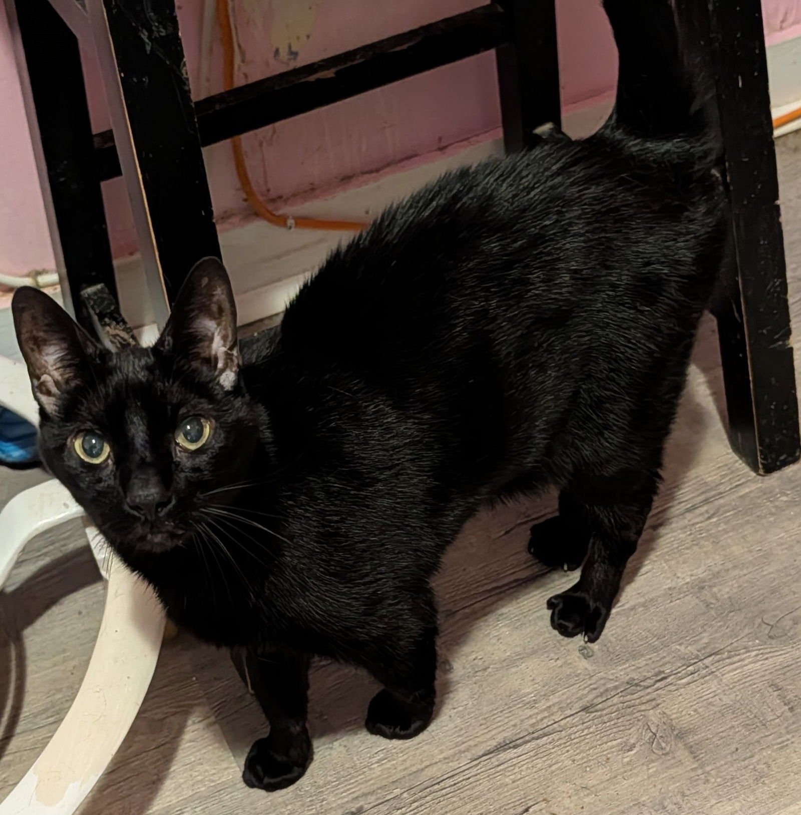 GIZA - Domestic Short Hair available for adoption