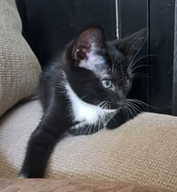 Mittens - Photo 1