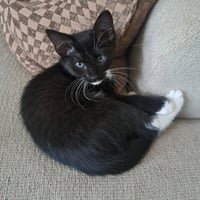 Mittens - Photo 2