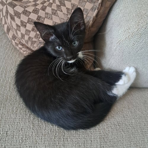 MITTENS - Domestic Short Hair available for adoption