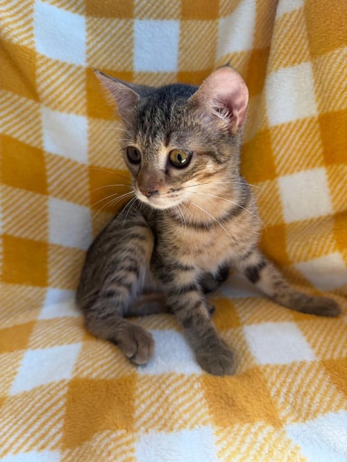 CARLA - Domestic Short Hair / Tabby available for adoption