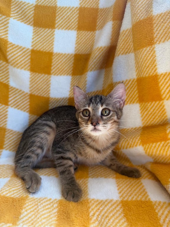 Carla Image