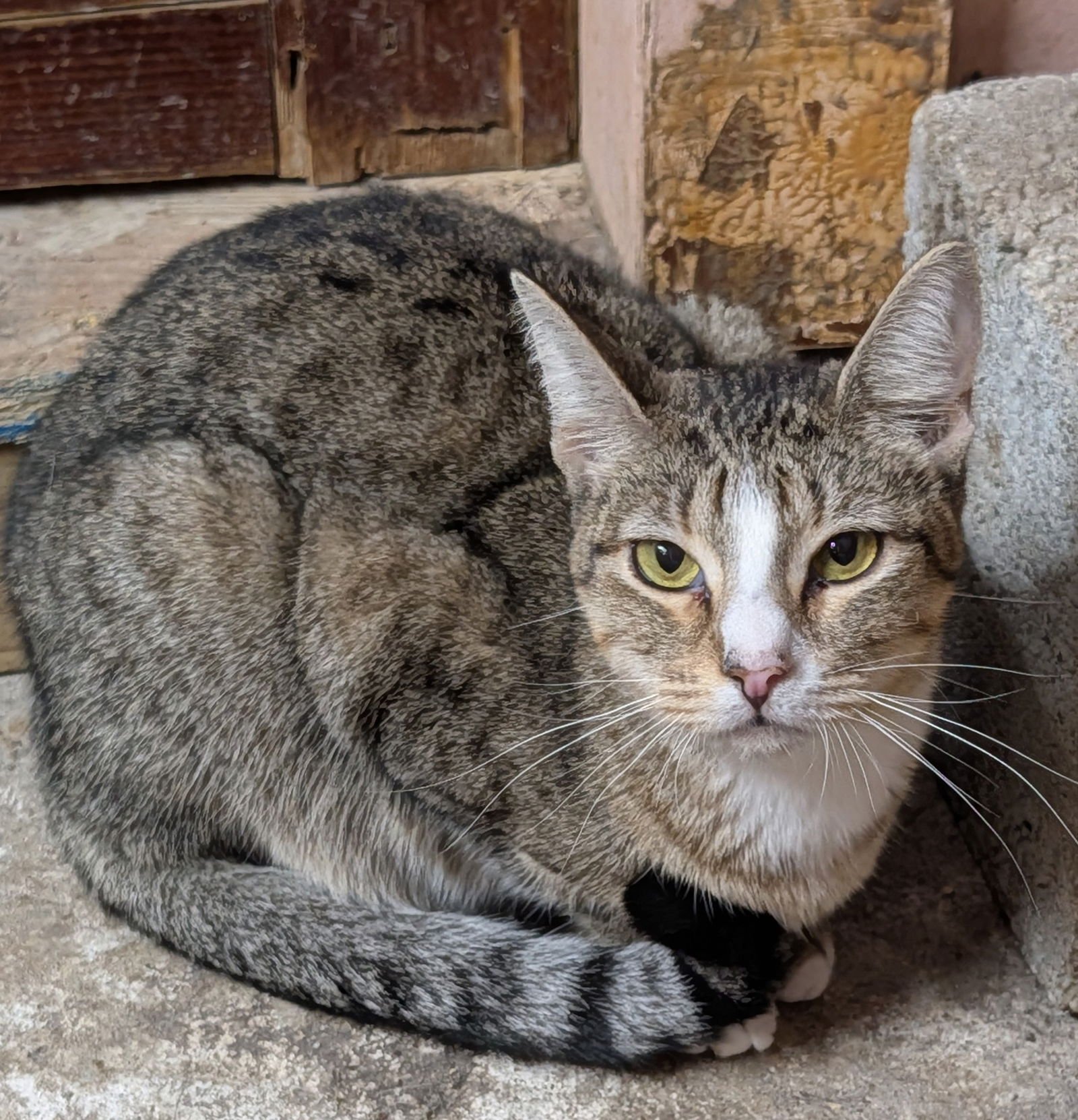 PANSY - Domestic Short Hair available for adoption