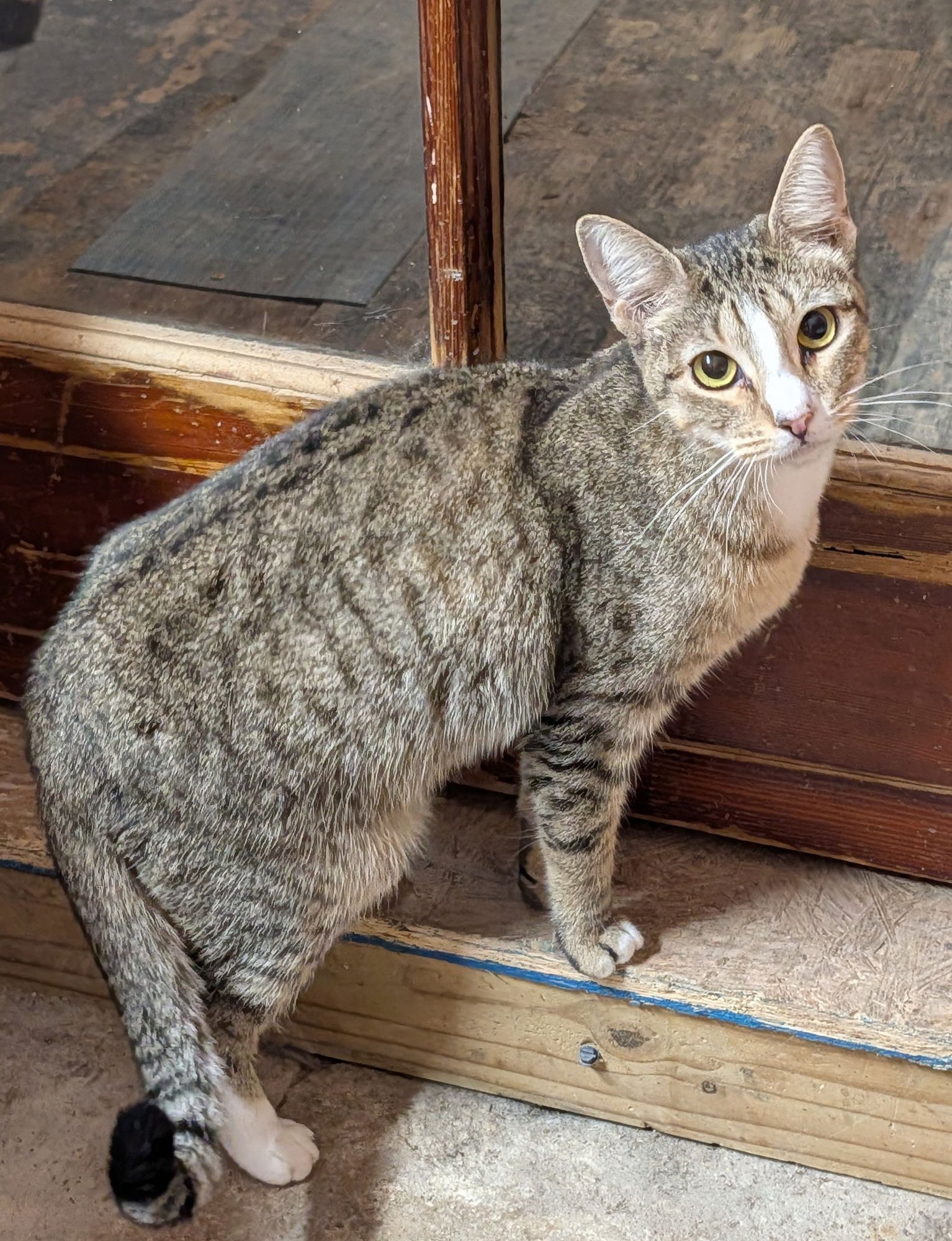 PANSY - Domestic Short Hair available for adoption