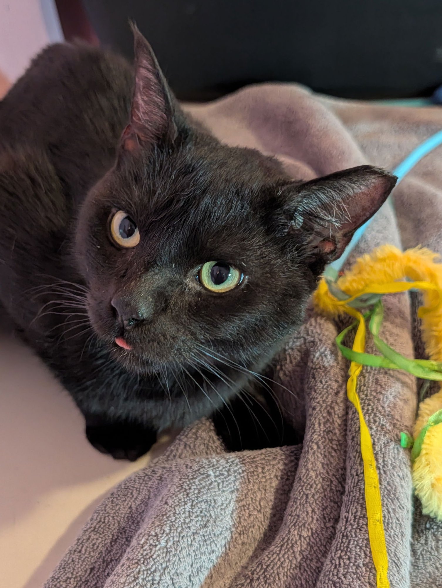 REMI - Domestic Short Hair available for adoption