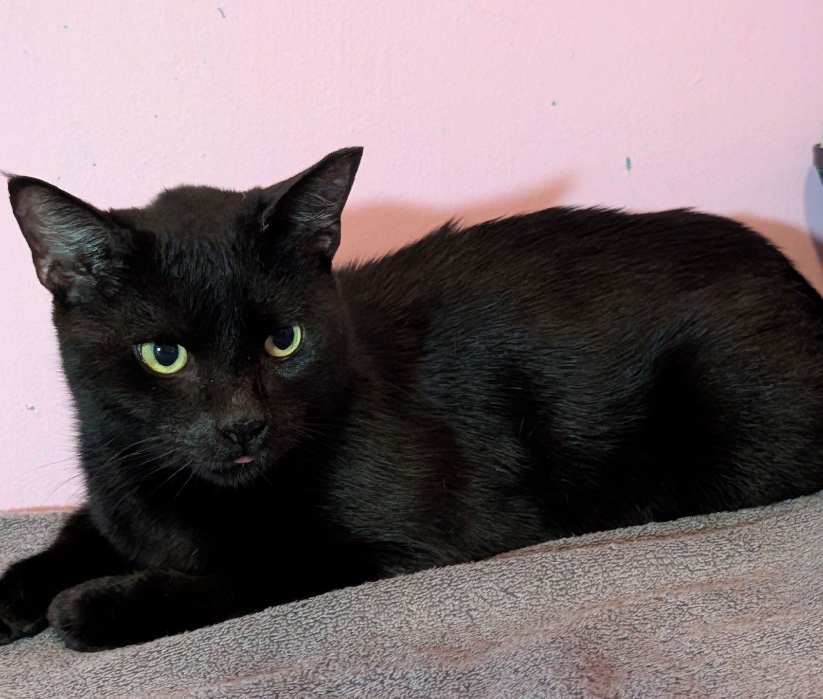 REMI - Domestic Short Hair available for adoption