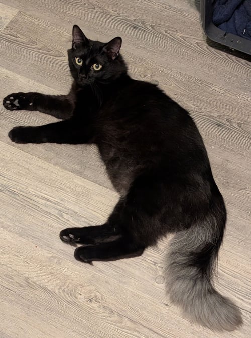 GHOST - Domestic Long Hair available for adoption