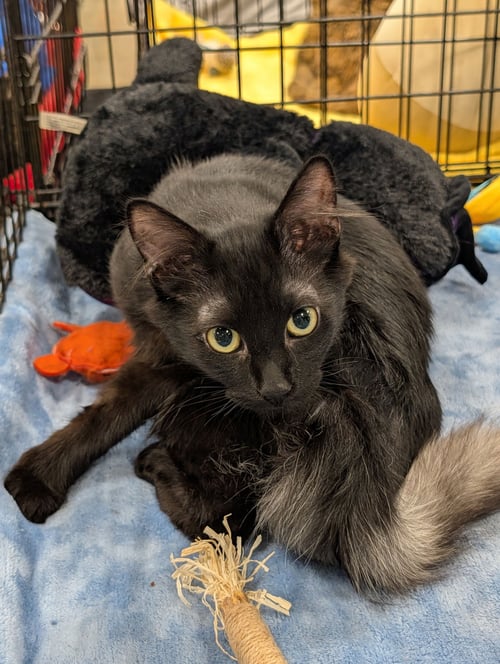 GHOST - Domestic Long Hair available for adoption