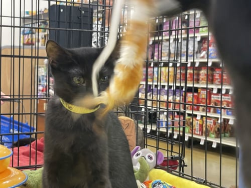 MOMO - Domestic Short Hair available for adoption