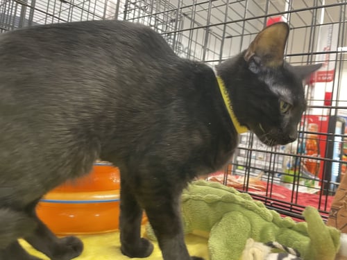 MOMO - Domestic Short Hair available for adoption