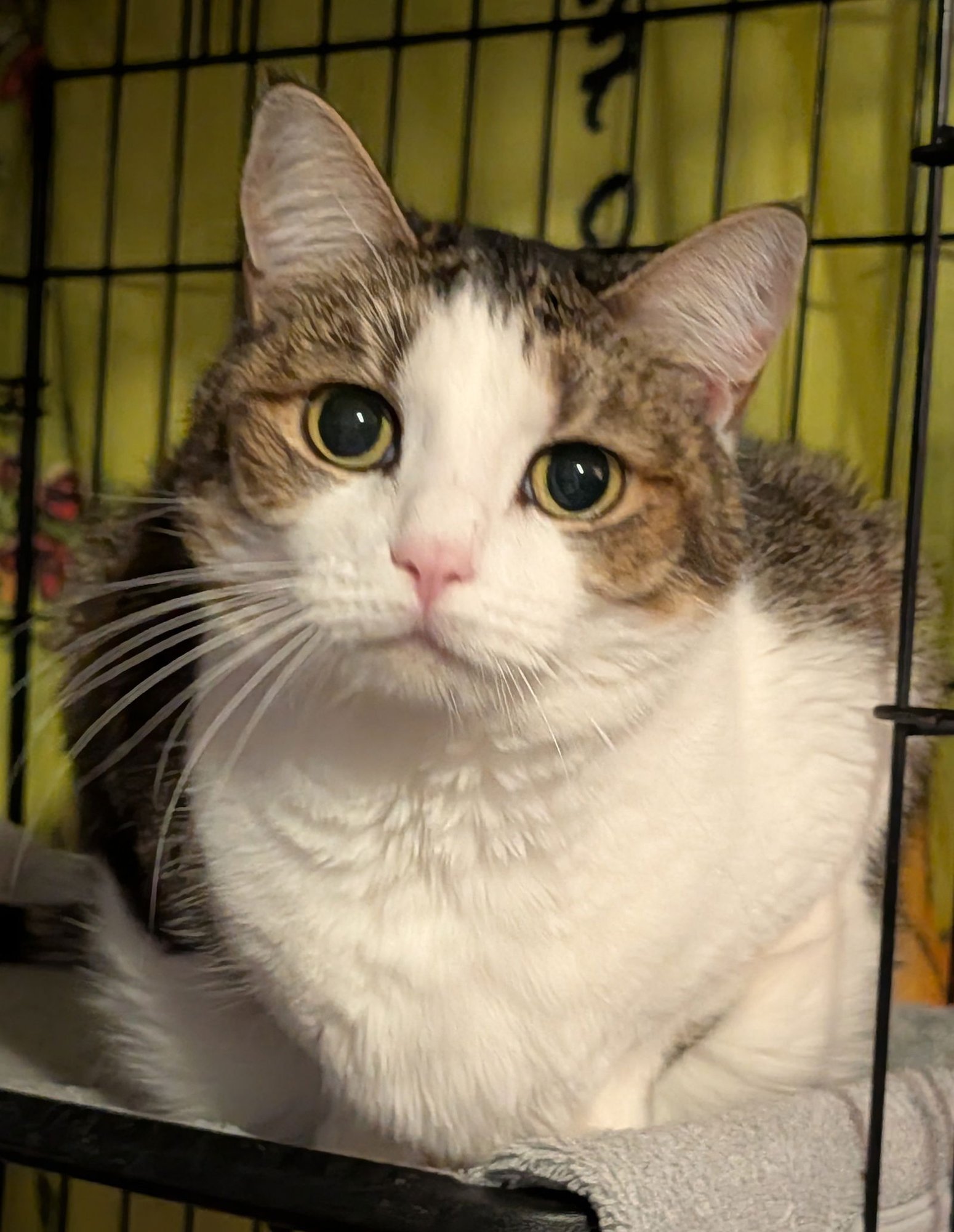 KIKI - Domestic Short Hair available for adoption