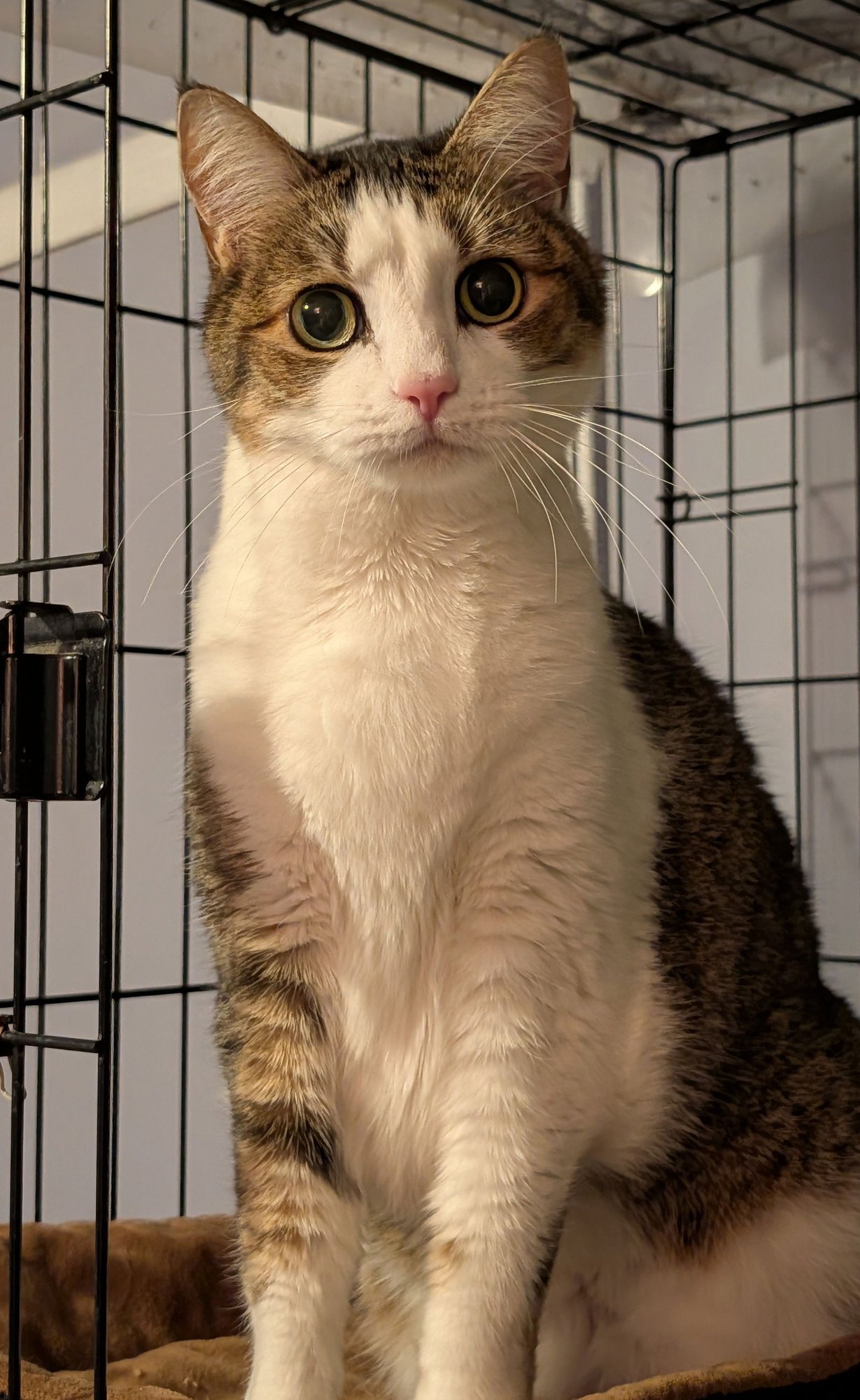 KIKI - Domestic Short Hair available for adoption