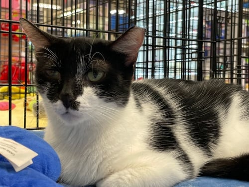 KITTY - Tuxedo available for adoption