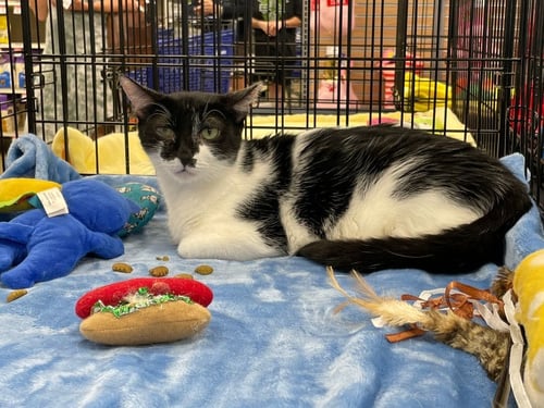 KITTY - Tuxedo available for adoption