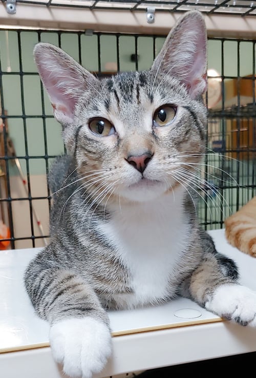 COSMO - Domestic Short Hair available for adoption