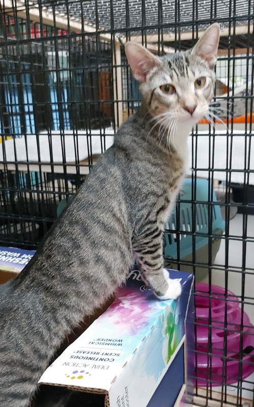 COSMO - Domestic Short Hair available for adoption