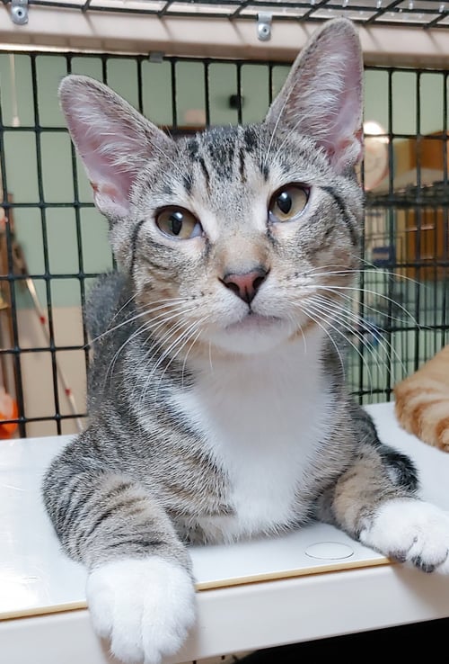 COSMO - Domestic Short Hair available for adoption