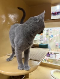 Harper - Photo 6