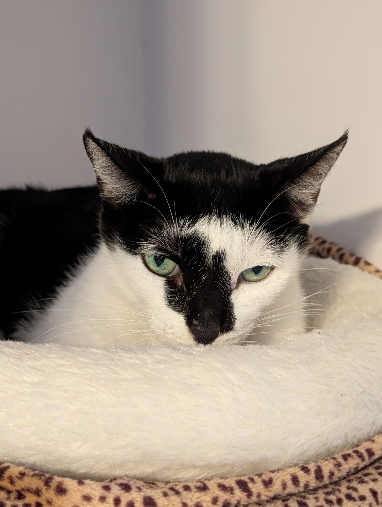 SHYLA - Domestic Short Hair available for adoption