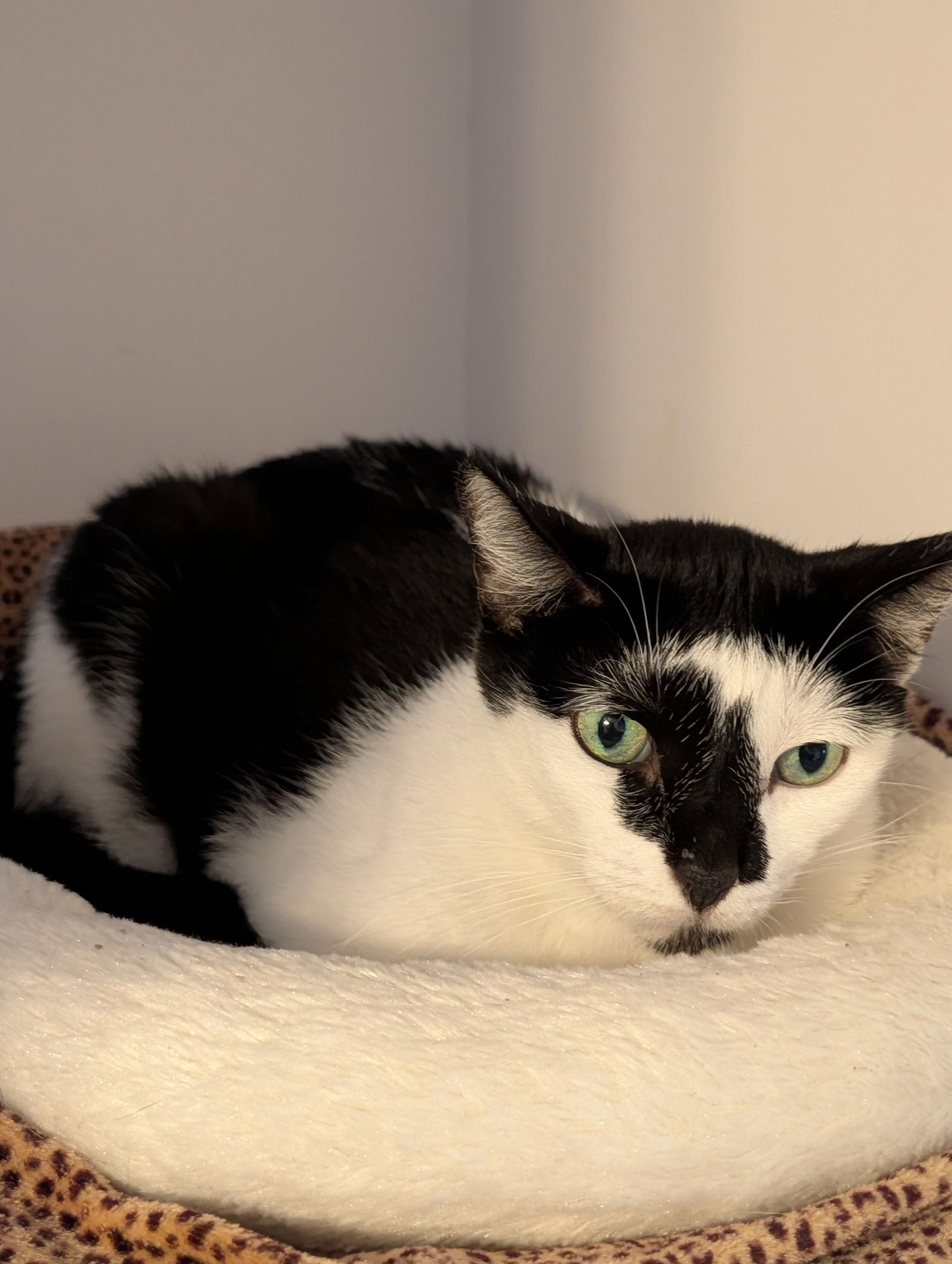 SHYLA - Domestic Short Hair available for adoption