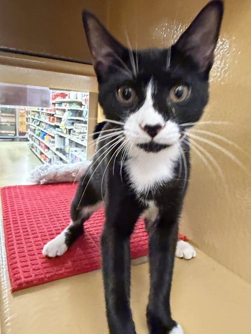 DELANEY - Tuxedo available for adoption