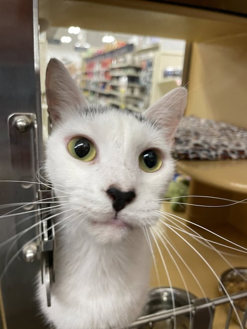 AZLAN - Domestic Short Hair available for adoption