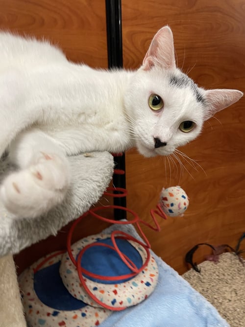 AZLAN - Domestic Short Hair available for adoption