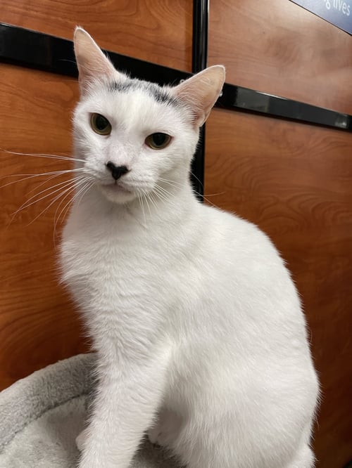 AZLAN - Domestic Short Hair available for adoption
