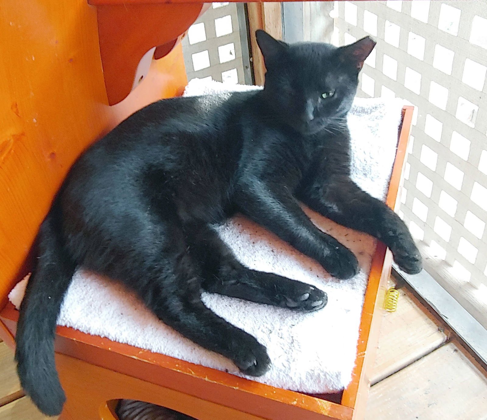 NICOLETTA - Domestic Short Hair available for adoption