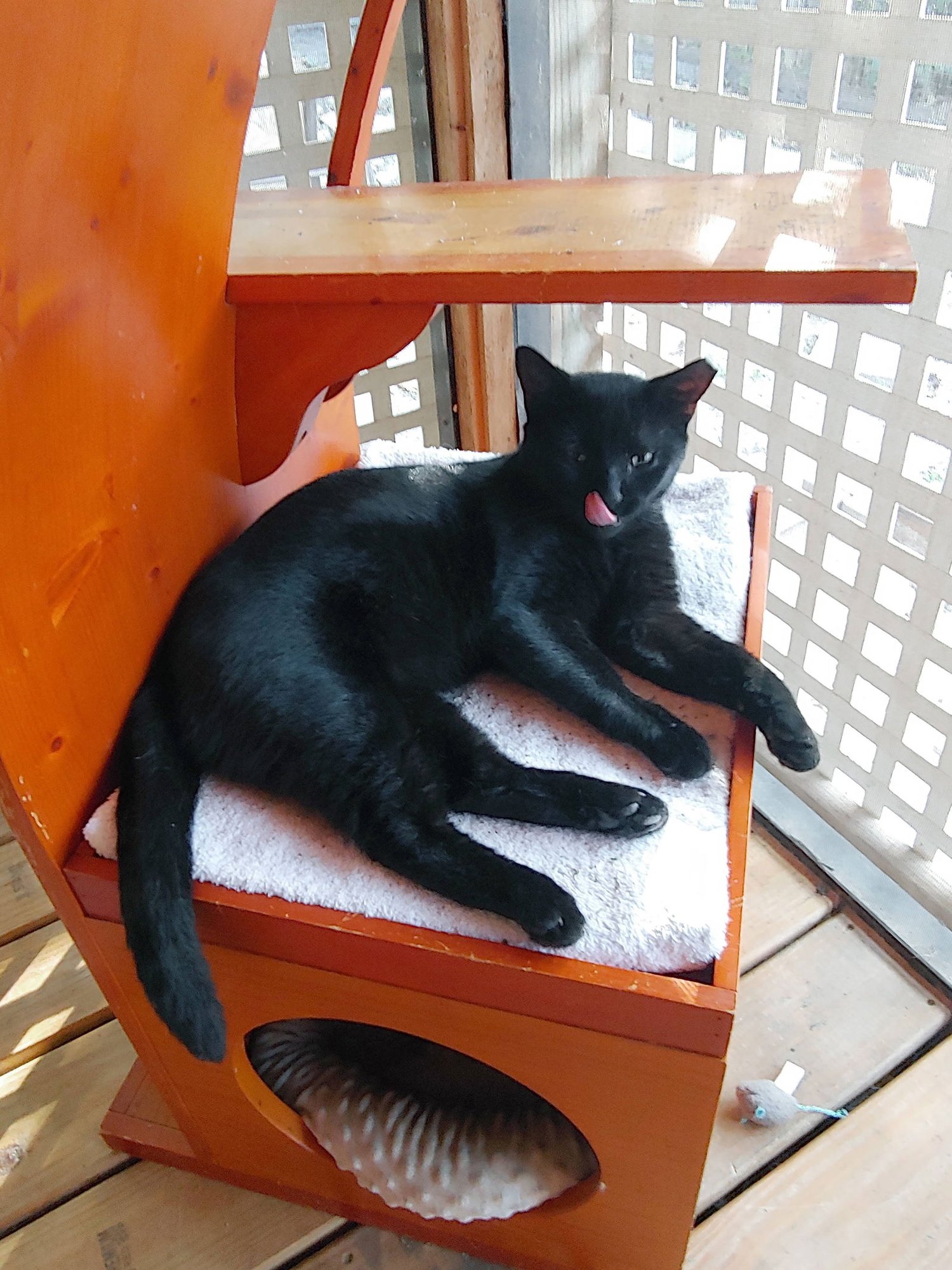 NICOLETTA - Domestic Short Hair available for adoption