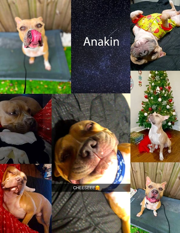 Anakin Image