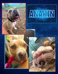 Anakin - Photo 2