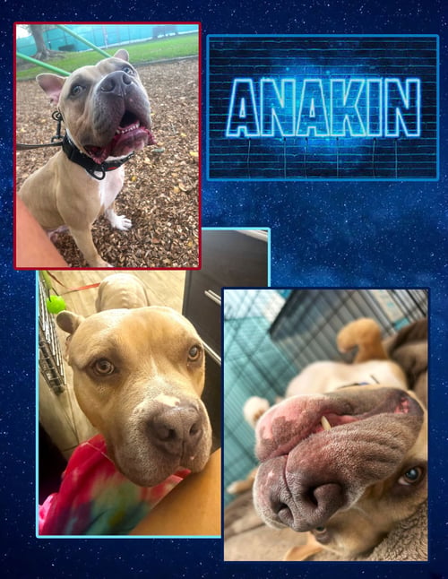 ANAKIN - American Pit Bull Terrier / Staffordshire Bull Terrier available for adoption