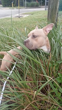 Anakin - Photo 12